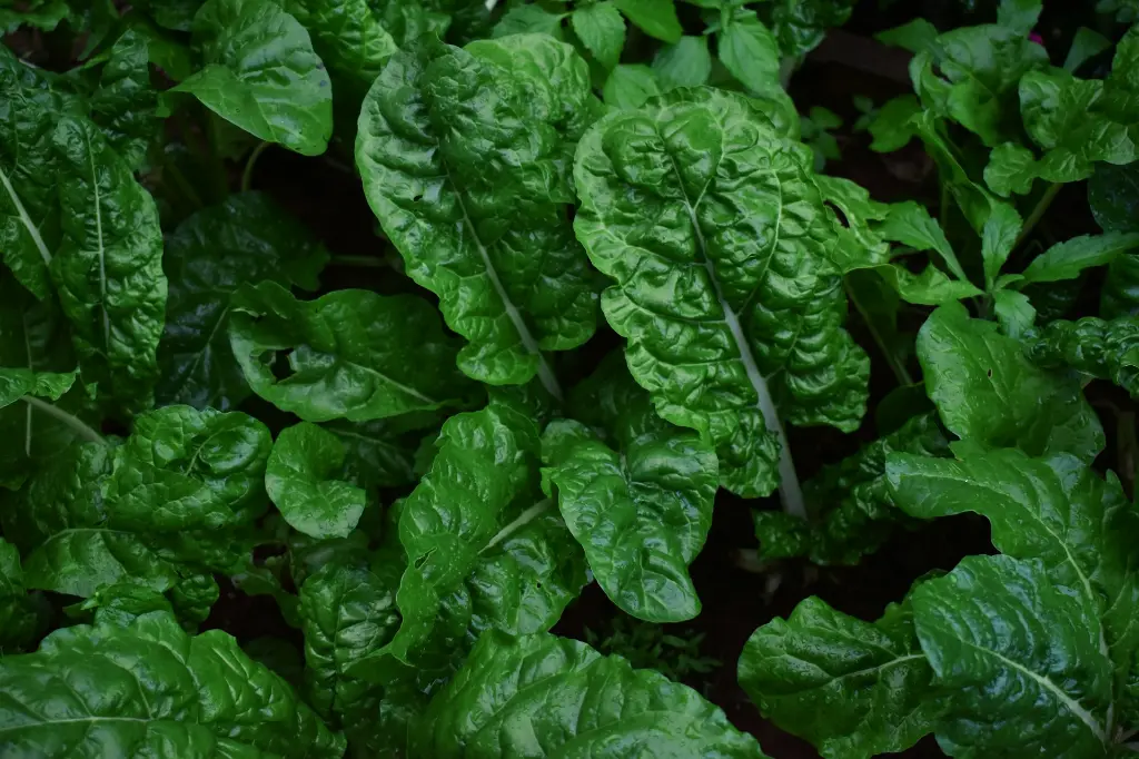 unsplash_At_XGKqg9Sk_spinach.webp