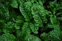 unsplash_At_XGKqg9Sk_spinach.webp