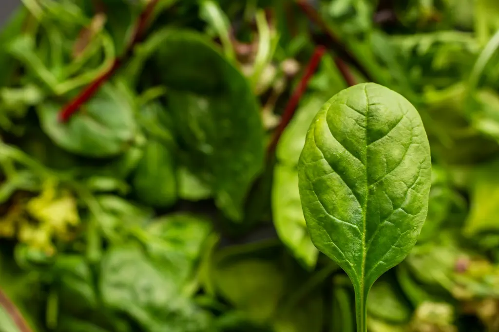 unsplash_LXvr52fWKYc_spinach.jpg.jpg.webp